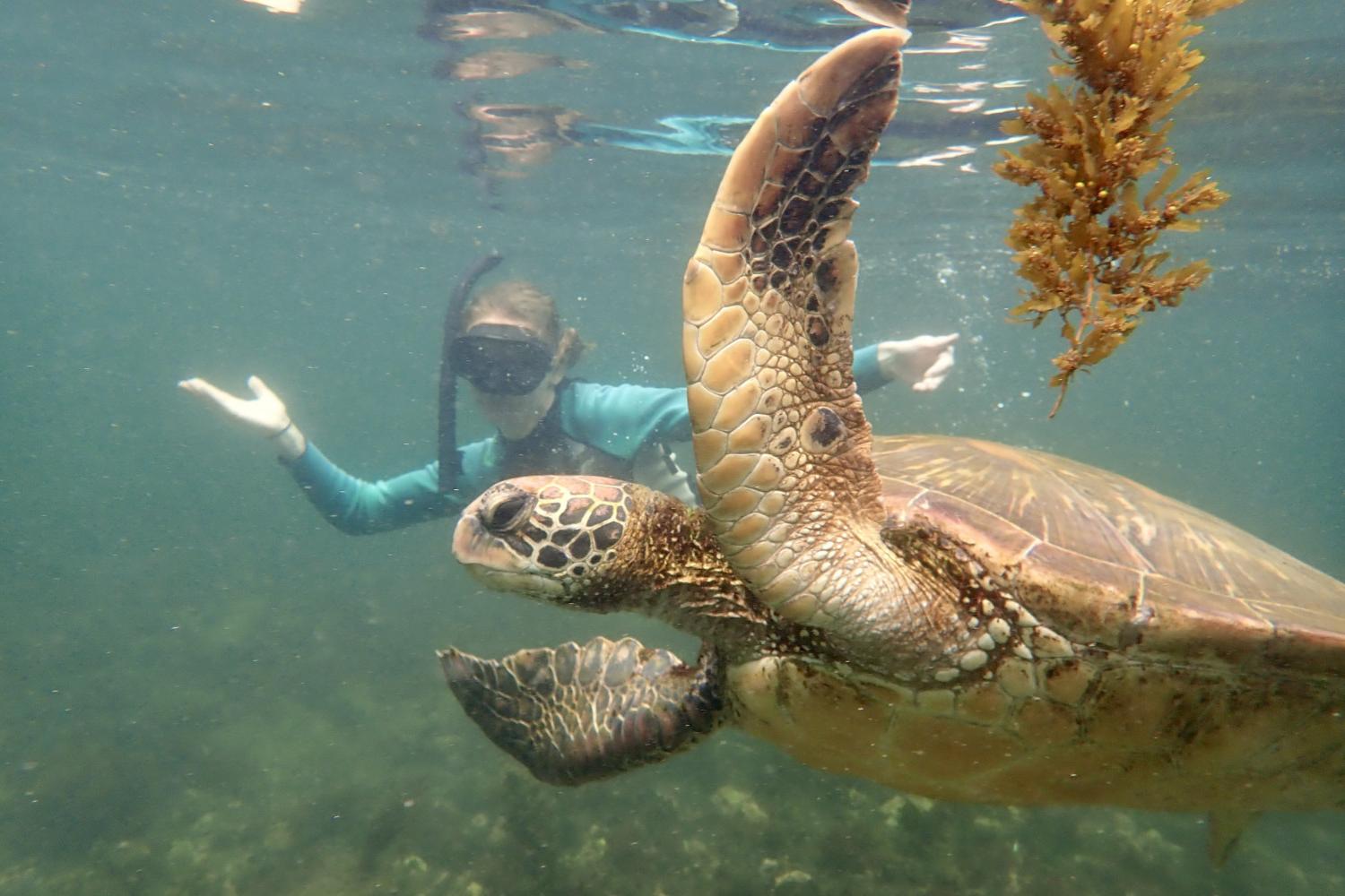 一名<a href='http://bookstore.parkcitiesflowermarket.net'>全球十大赌钱排行app</a>学生在Galápagos群岛游学途中与一只巨龟游泳.
